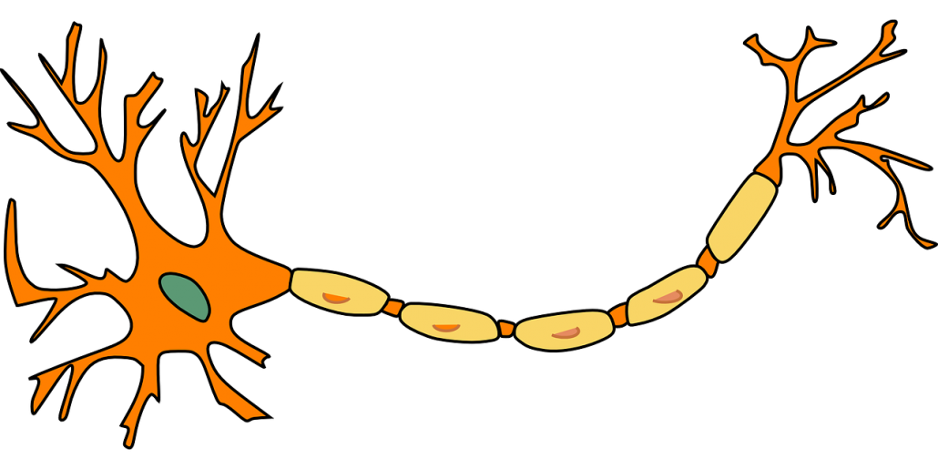 a nerve cell